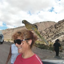 Argentine girl with parrot